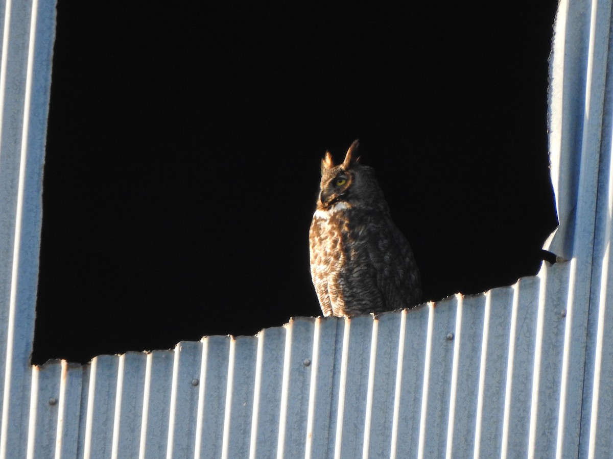 Great Horned Owl - ML615278246