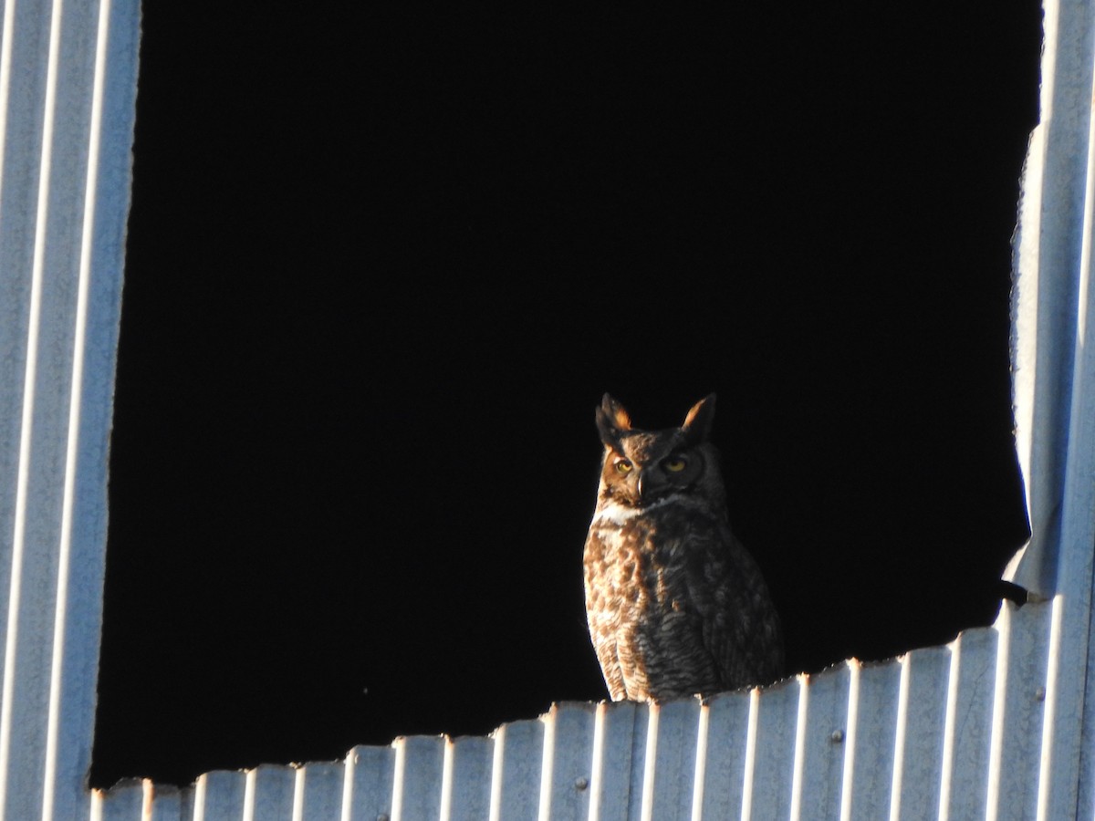 Great Horned Owl - ML615278248