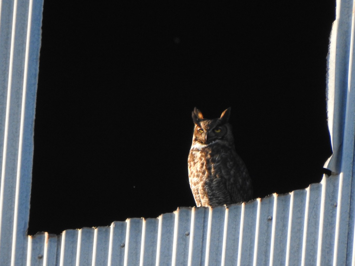Great Horned Owl - ML615278249
