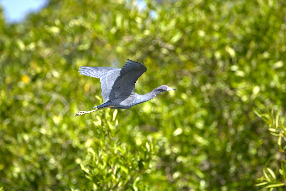 eBird Caribbean Checklist 13 Feb 2024 Sentier découverte de la