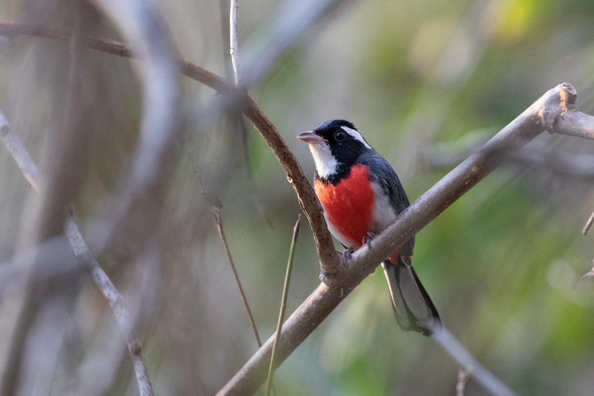 Red-breasted Chat (Red-breasted) - ML615278317