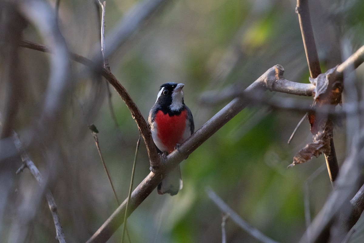 Red-breasted Chat (Red-breasted) - ML615278321