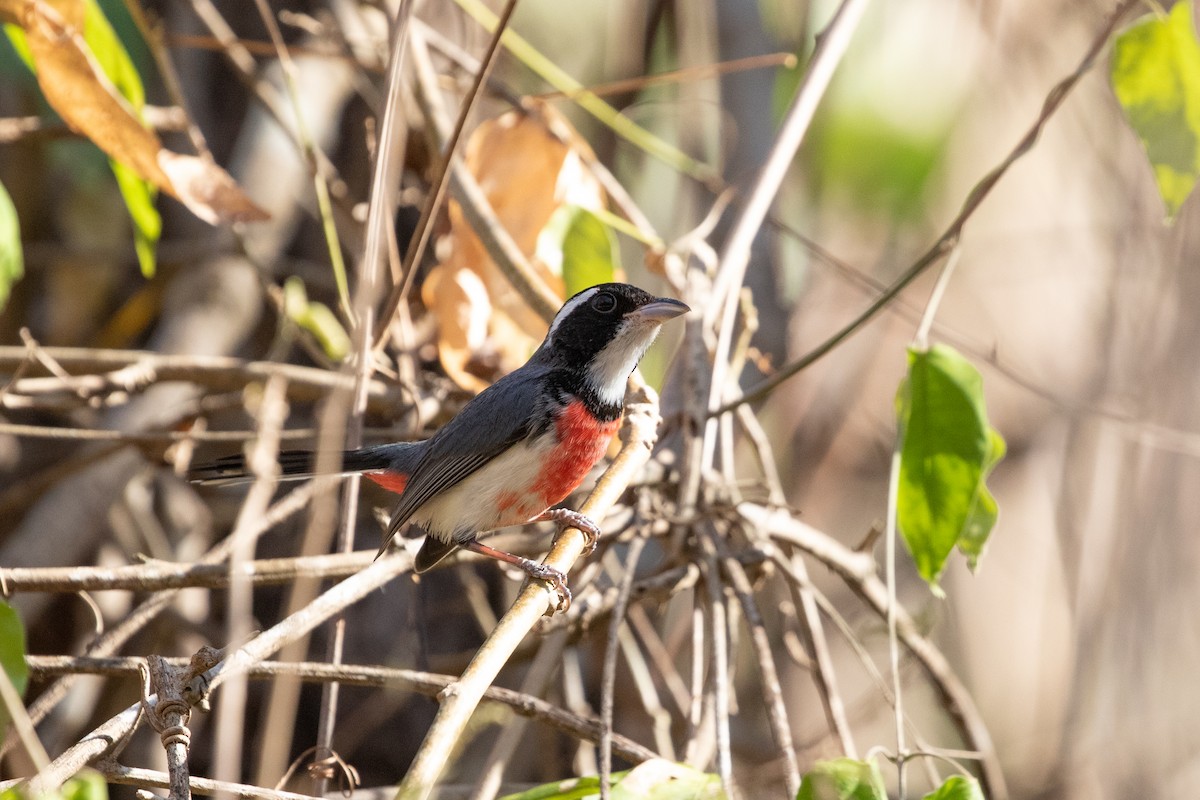 Red-breasted Chat (Red-breasted) - ML615278324
