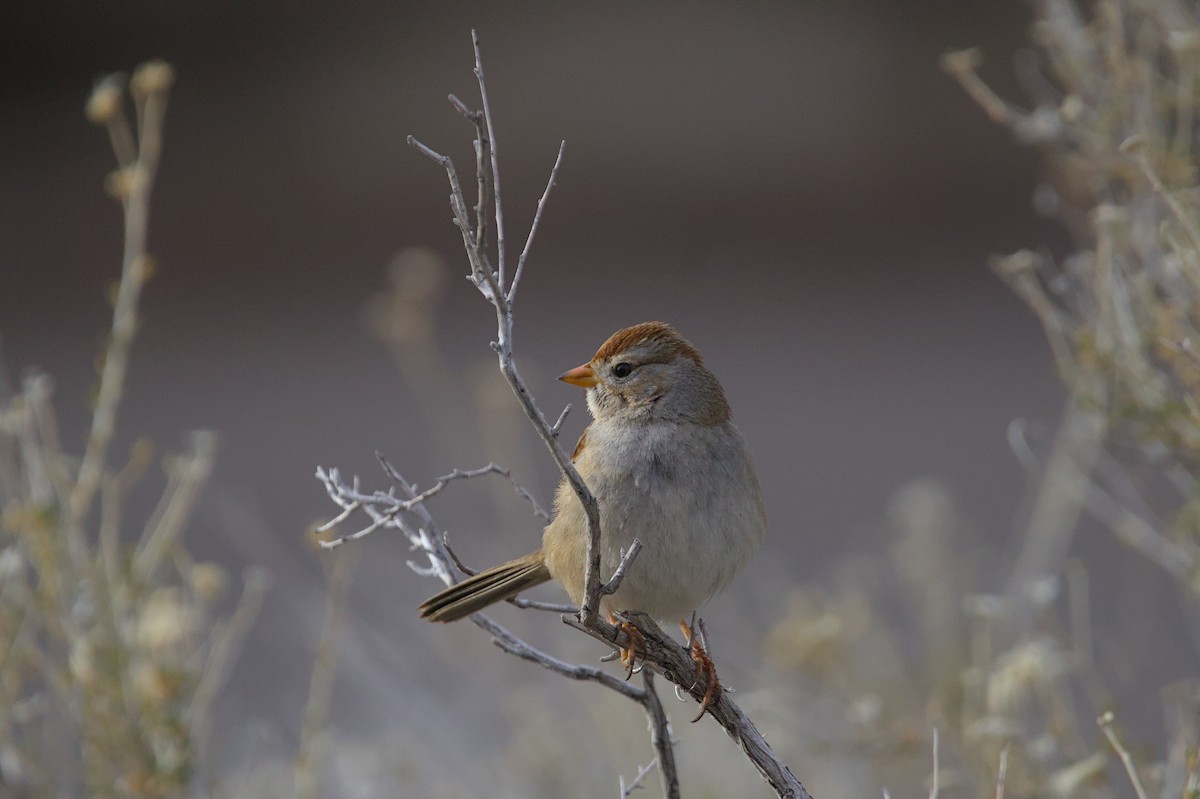 White-crowned Sparrow - ML615278378