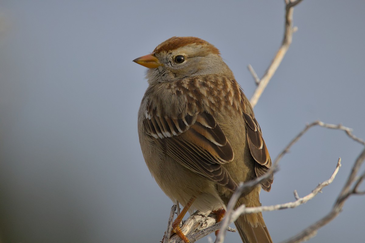 White-crowned Sparrow - Melissa Petullo