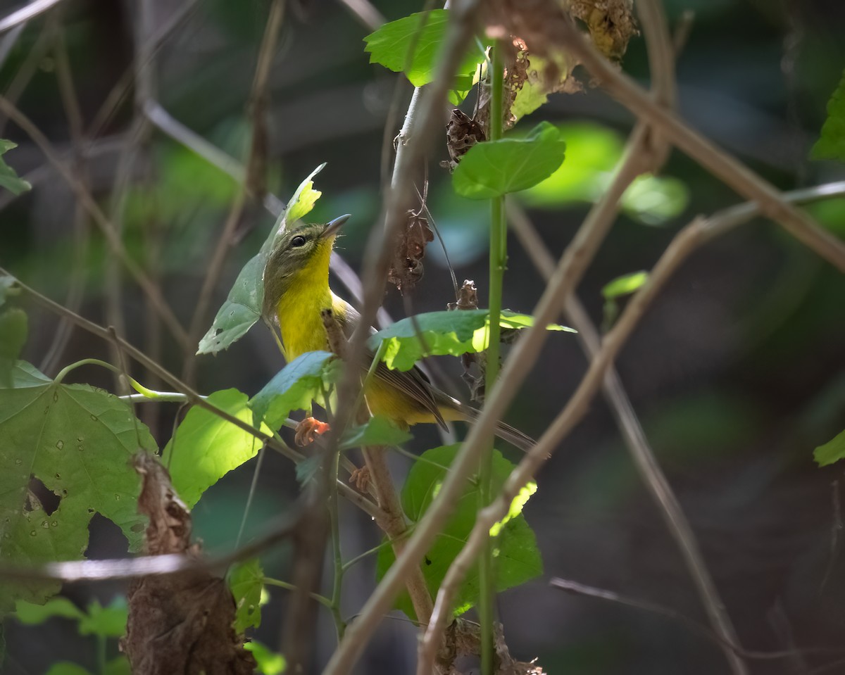 Golden-crowned Warbler - ML615278526