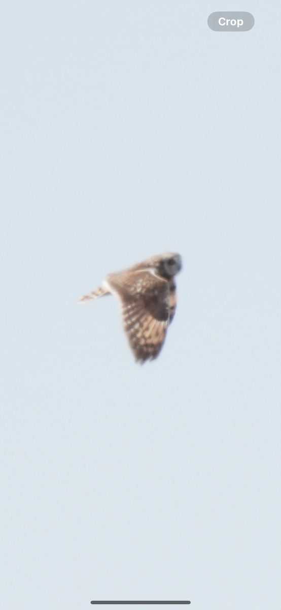 Short-eared Owl - ML615278585