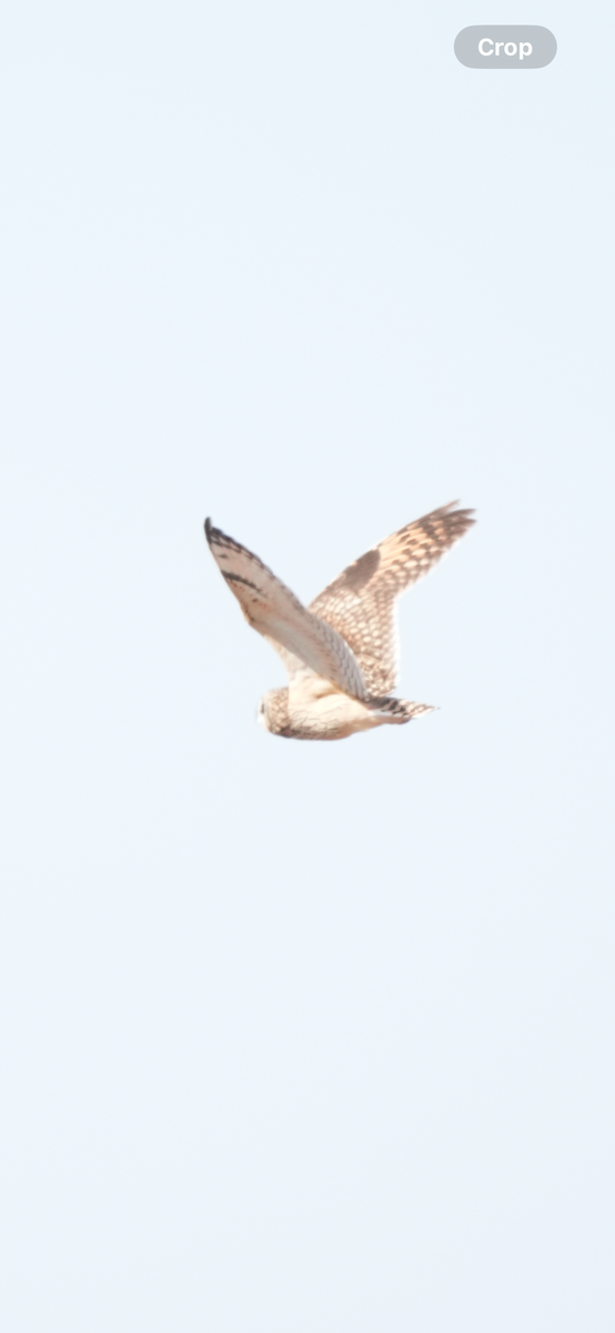Short-eared Owl - ML615278587