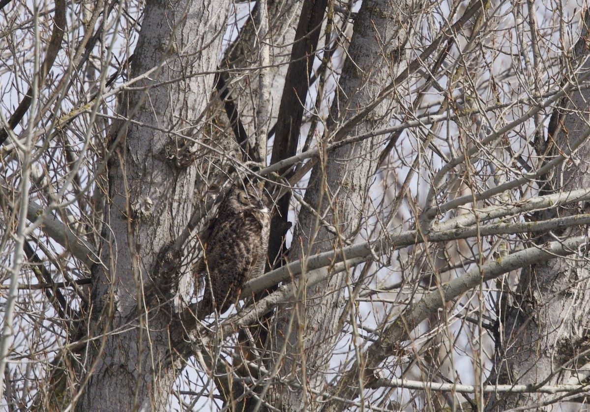 Great Horned Owl - ML615278878