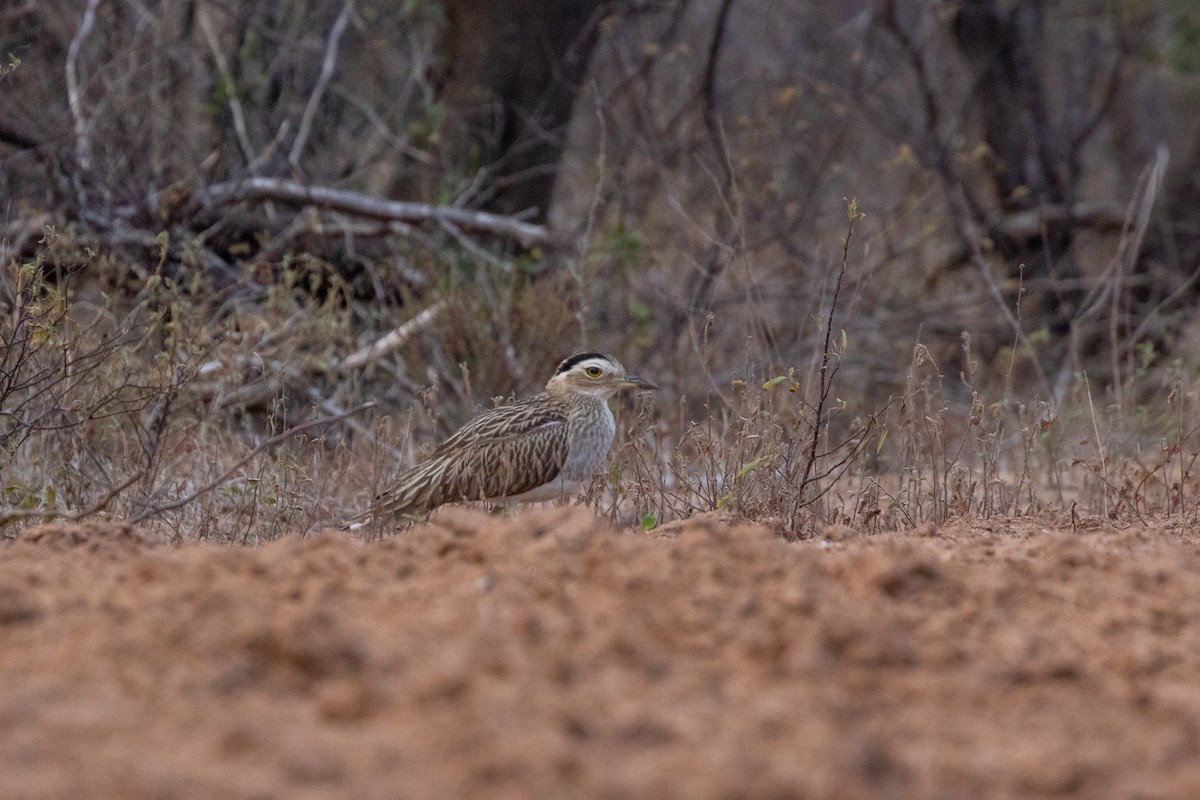 Double-striped Thick-knee - Caleb Strand