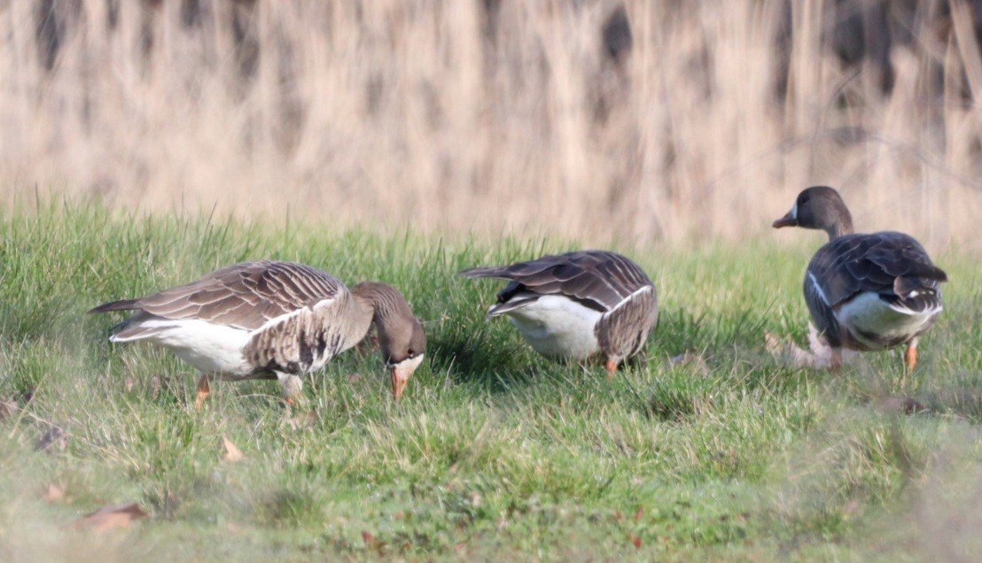 Greater White-fronted Goose - ML615279006