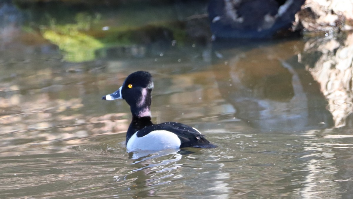 Ring-necked Duck - ML615279036