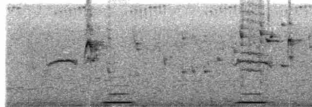 holub pestrokřídlý - ML615279061