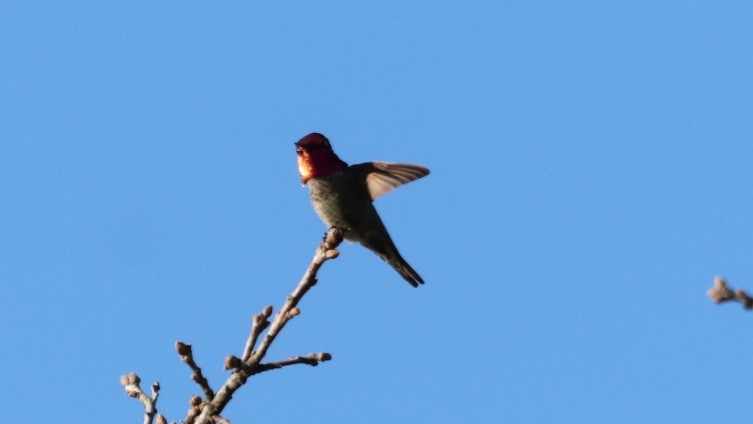 Anna's Hummingbird - ML615279070