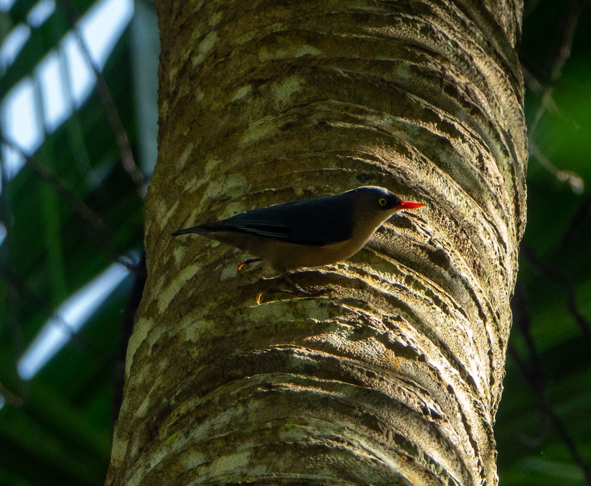 Velvet-fronted Nuthatch - ML615279098