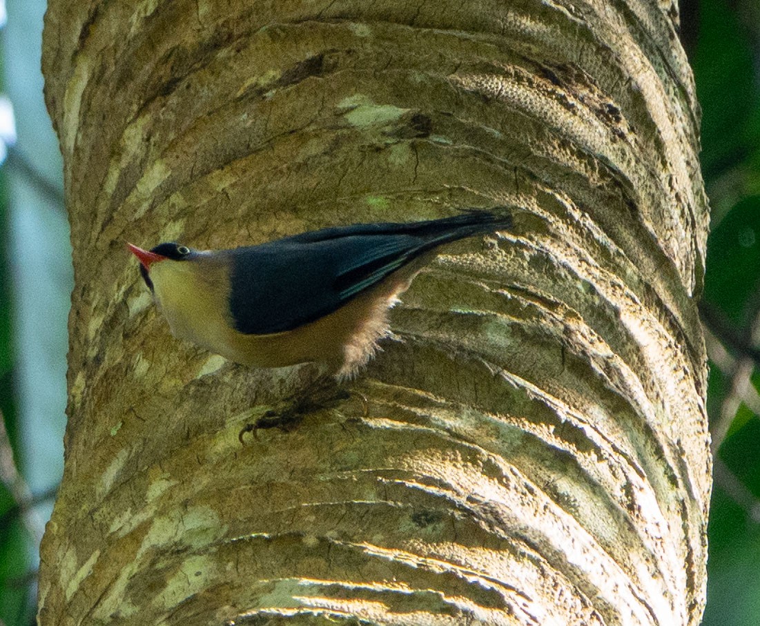 Velvet-fronted Nuthatch - ML615279099