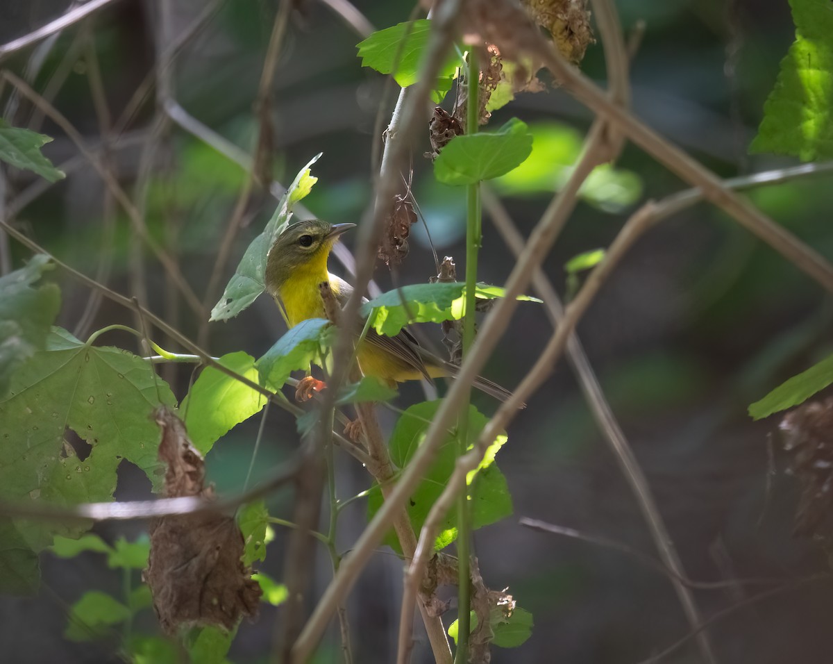 Golden-crowned Warbler - ML615279109