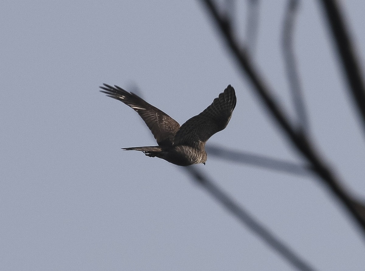 Eurasian Sparrowhawk - ML615279118