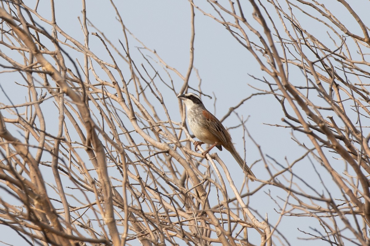 Stripe-headed Sparrow - ML615279127