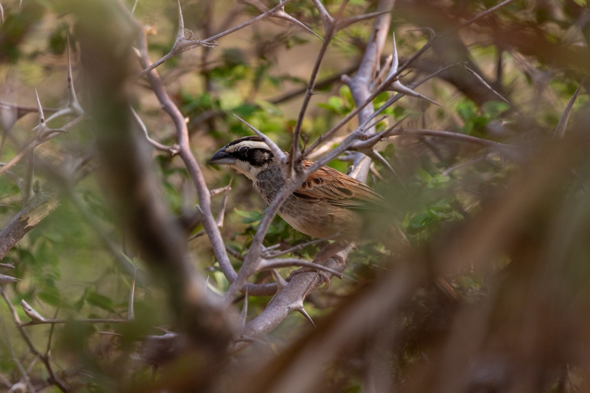 Stripe-headed Sparrow - ML615279135