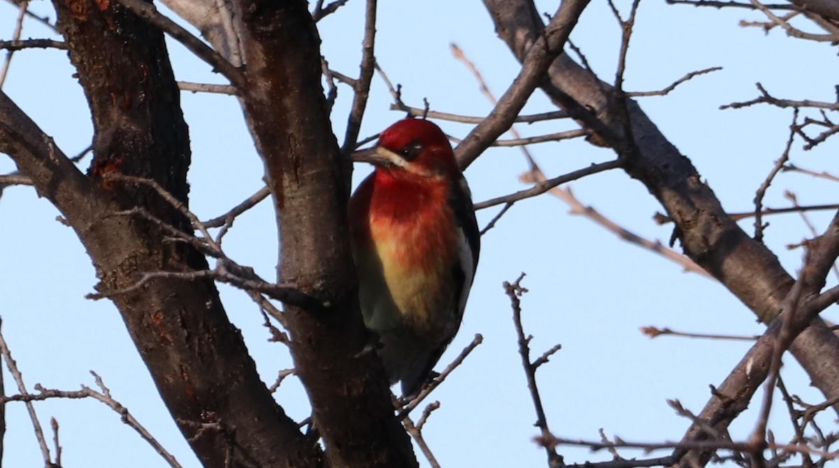 Red-breasted Sapsucker - ML615279144