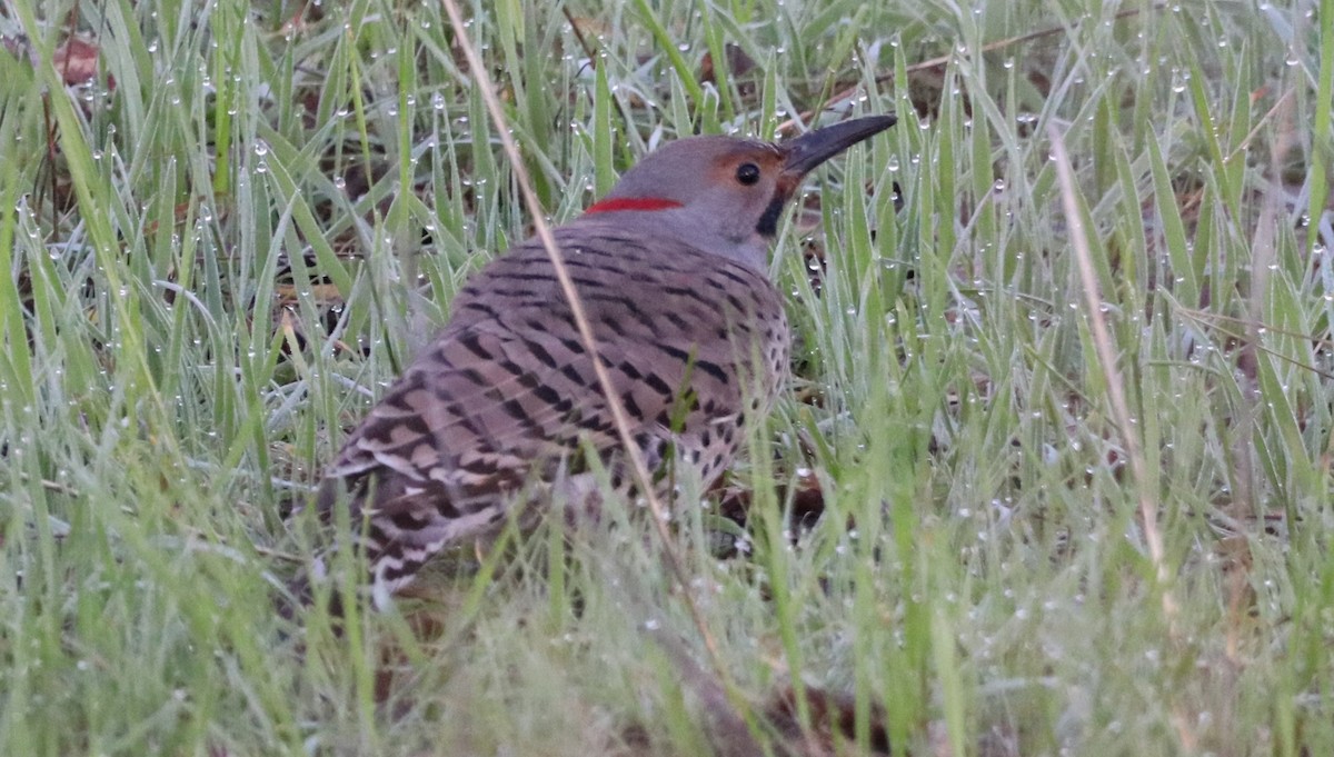 Northern Flicker (Yellow-shafted) - ML615279166