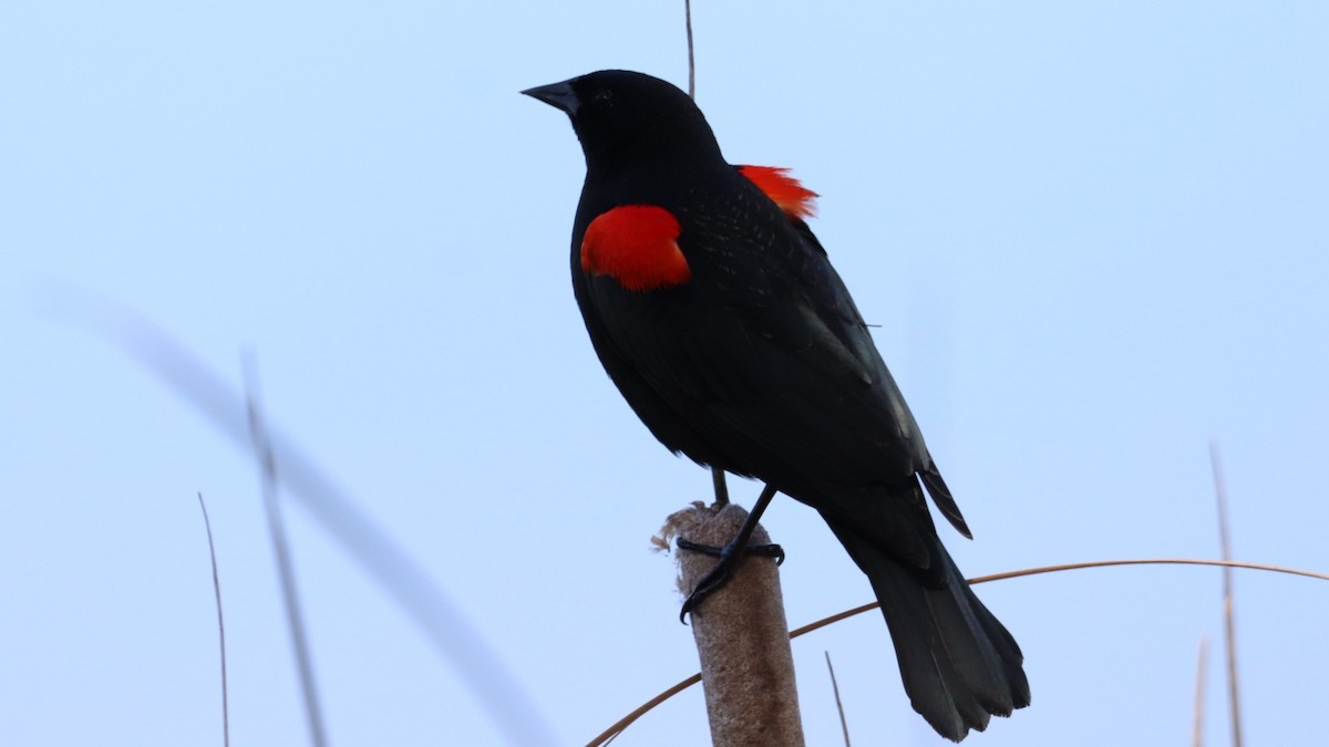 Red-winged Blackbird - Daniel Bye
