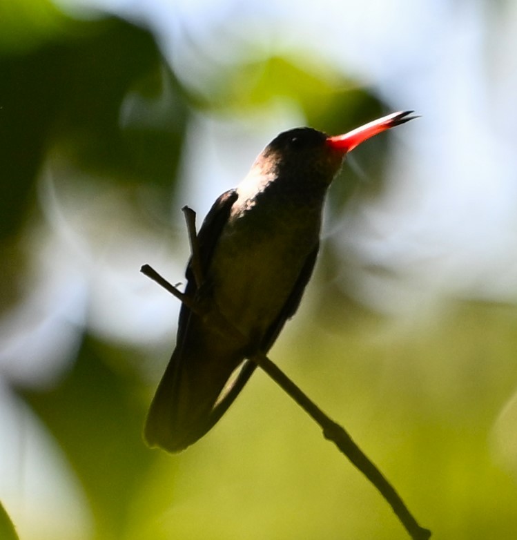 kolibřík zlatoocasý - ML615279394