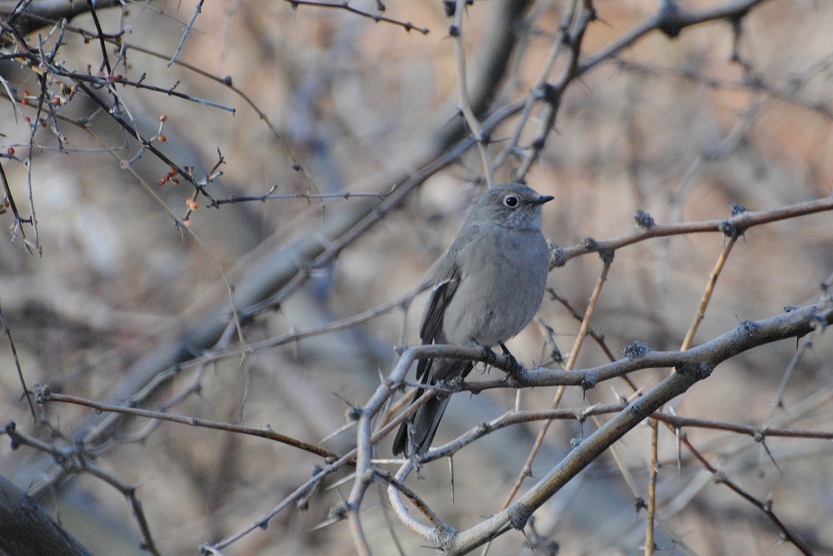 Townsend's Solitaire - ML615279399