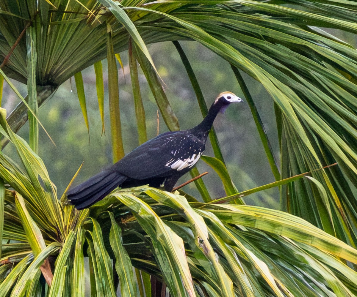 Blue-throated Piping-Guan - ML615279461