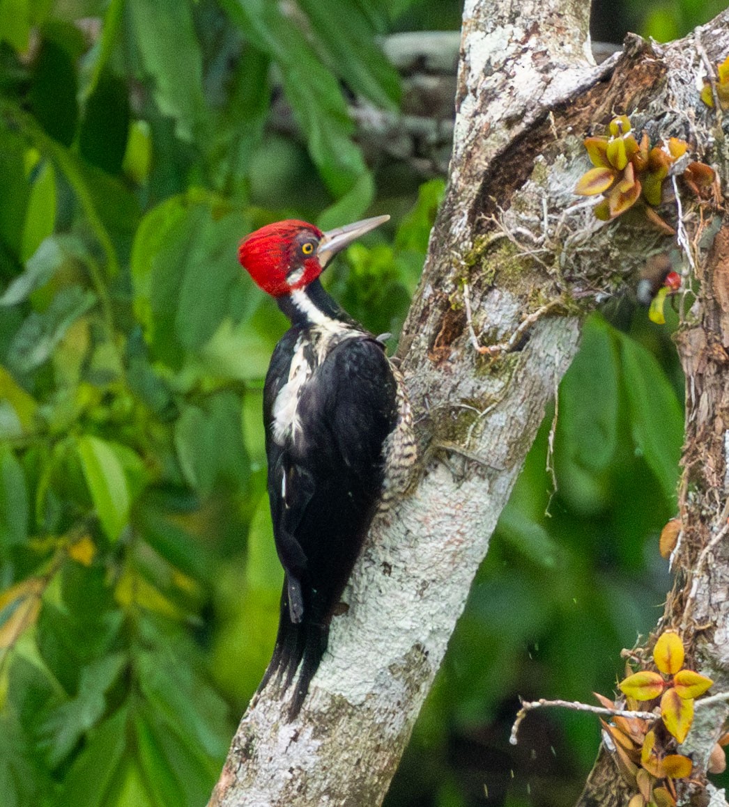 Crimson-crested Woodpecker - ML615279485