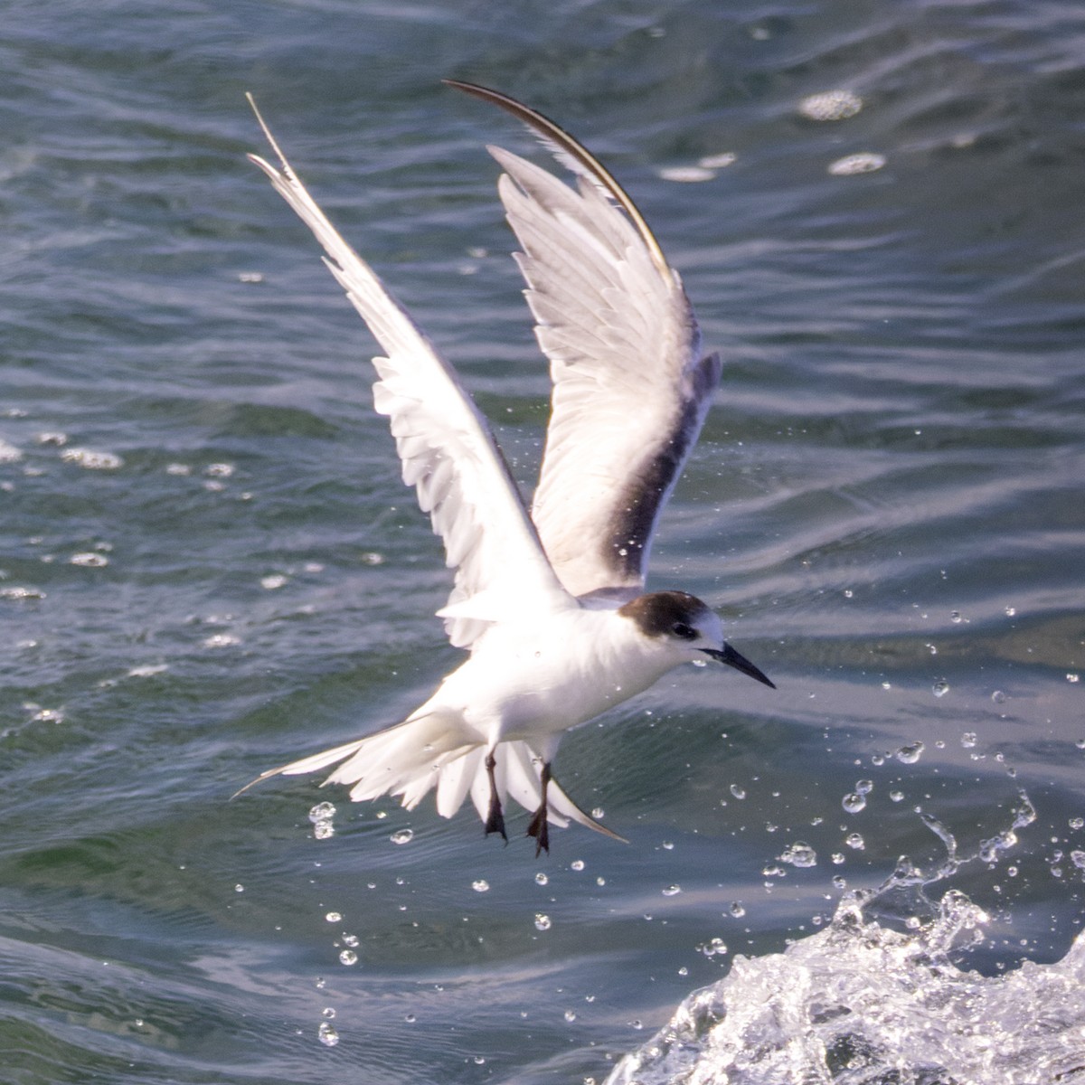 Common Tern - Alexander Babych