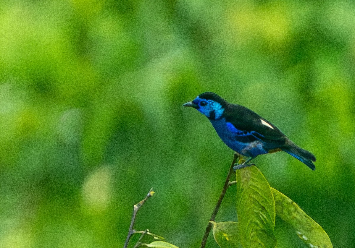 Opal-rumped Tanager - ML615279504