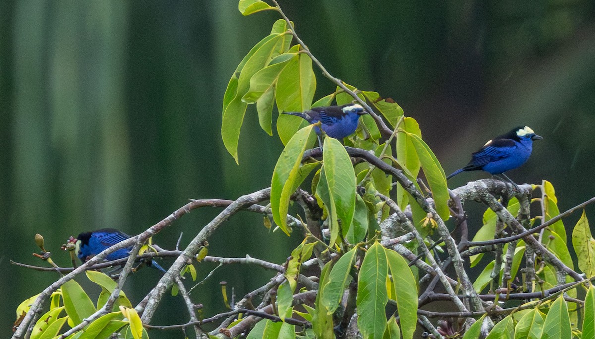 Opal-crowned Tanager - ML615279510