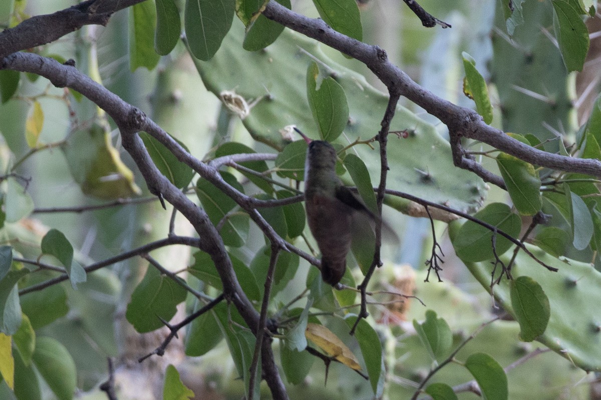 Green-fronted Hummingbird - ML615279556