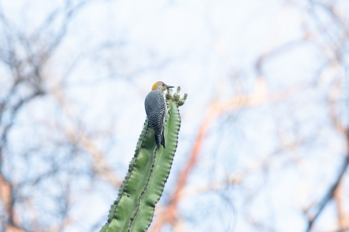 Golden-fronted Woodpecker (West Mexico) - Caleb Strand
