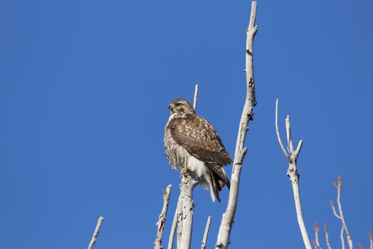 Red-tailed Hawk - ML615279570