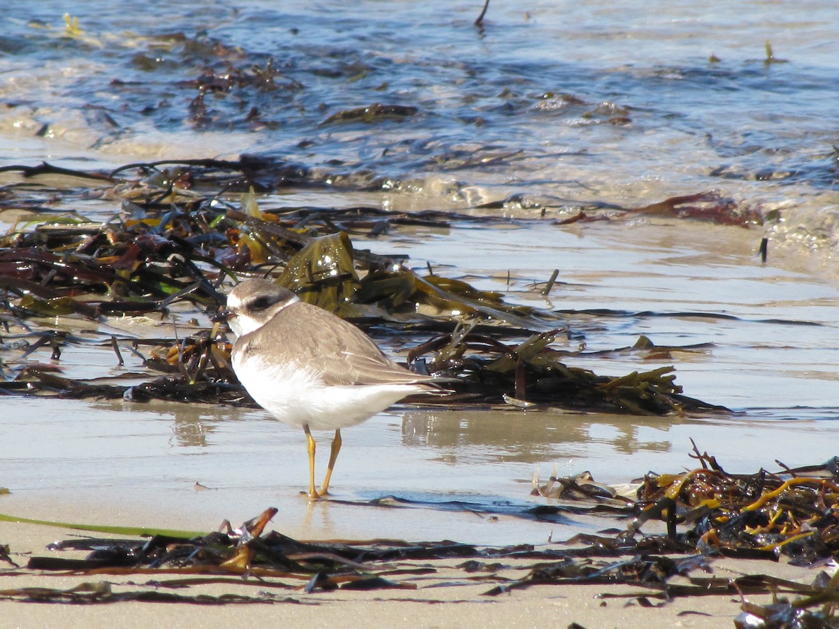 Semipalmated Plover - ML615279646