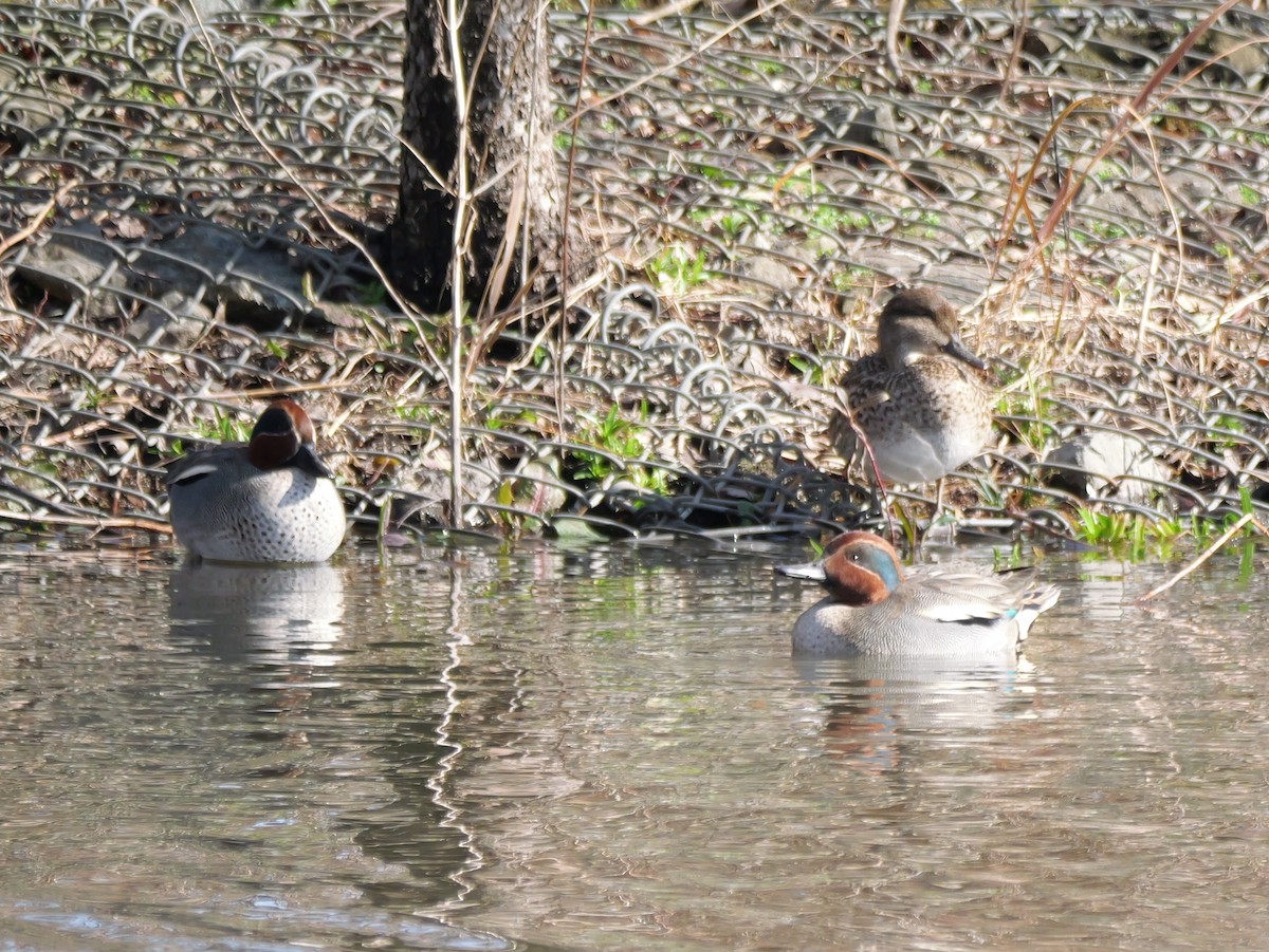 Green-winged Teal - ML615279742