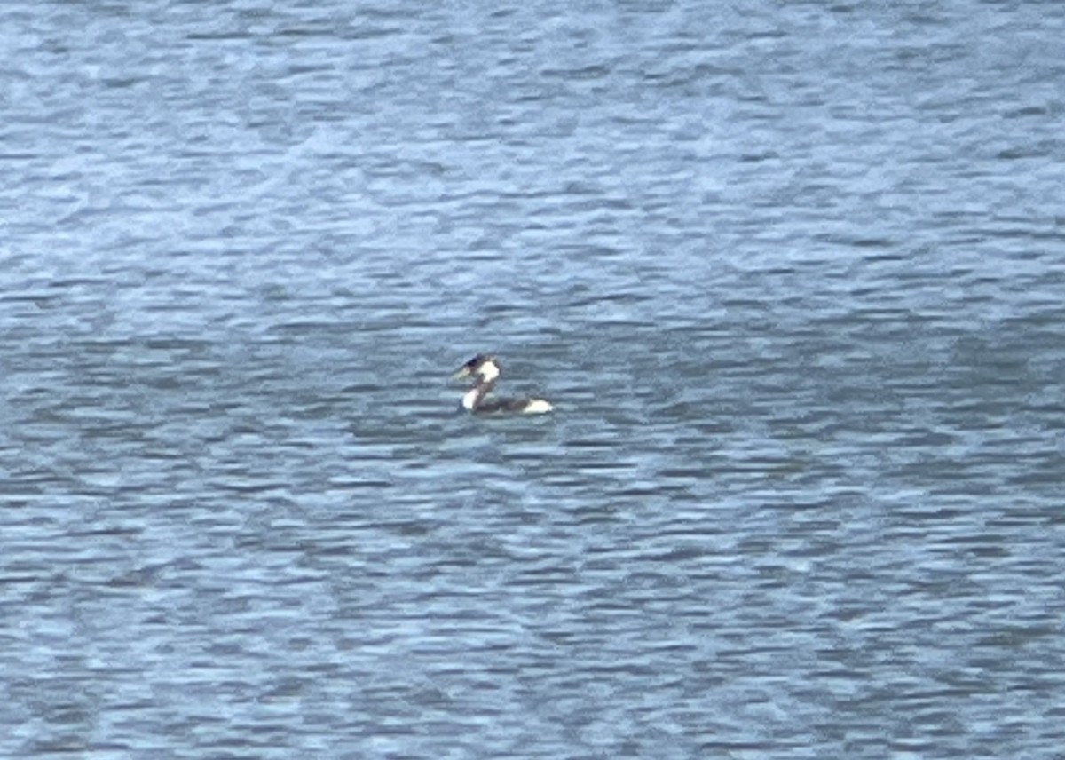 Red-necked Grebe - ML615279744