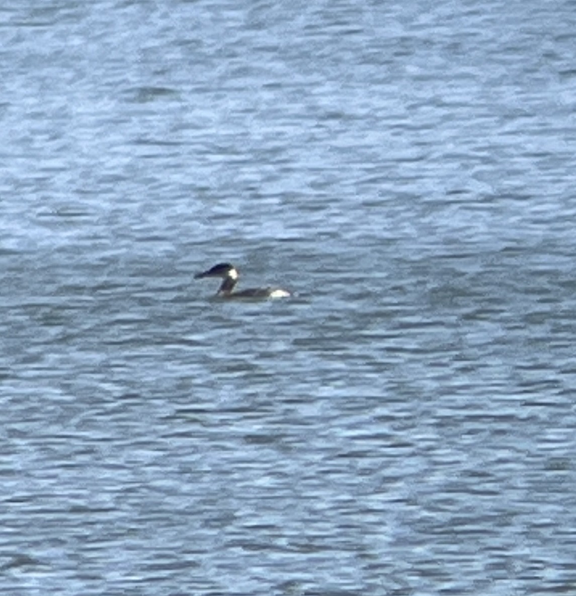 Red-necked Grebe - ML615279745