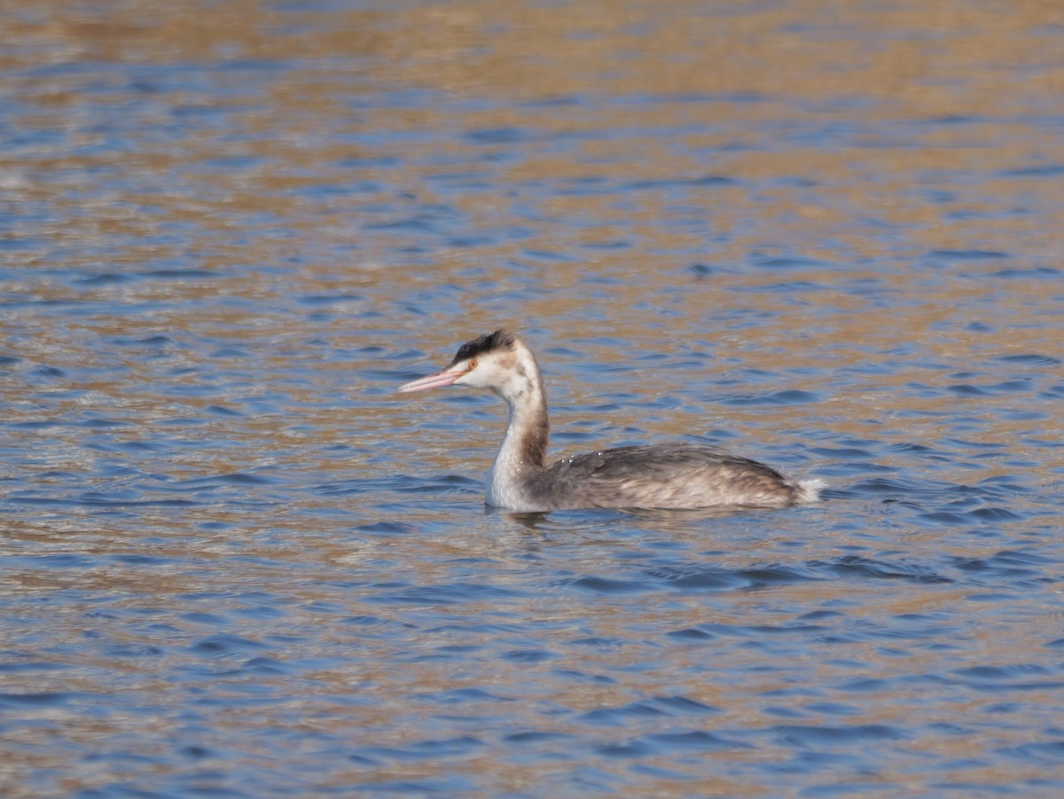Great Crested Grebe - ML615279768