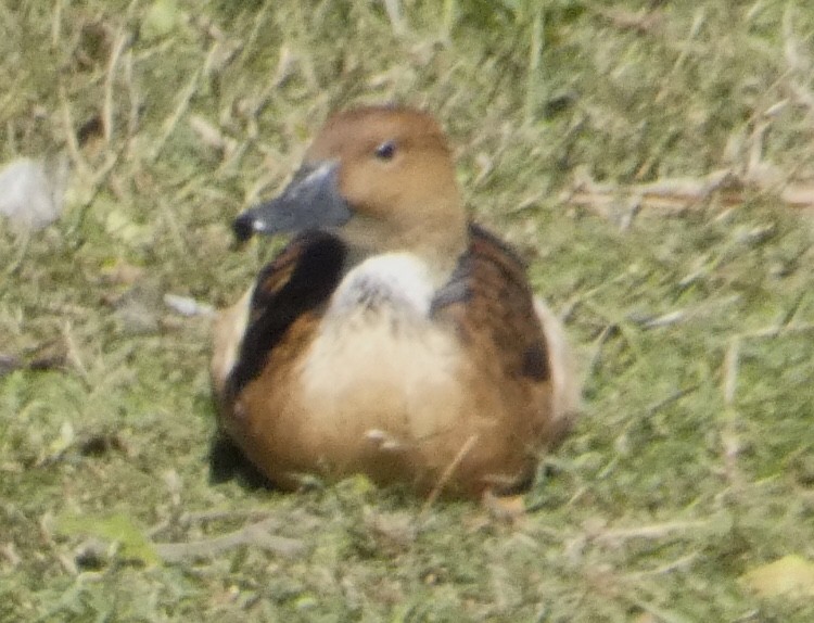 Fulvous Whistling-Duck - ML615279847