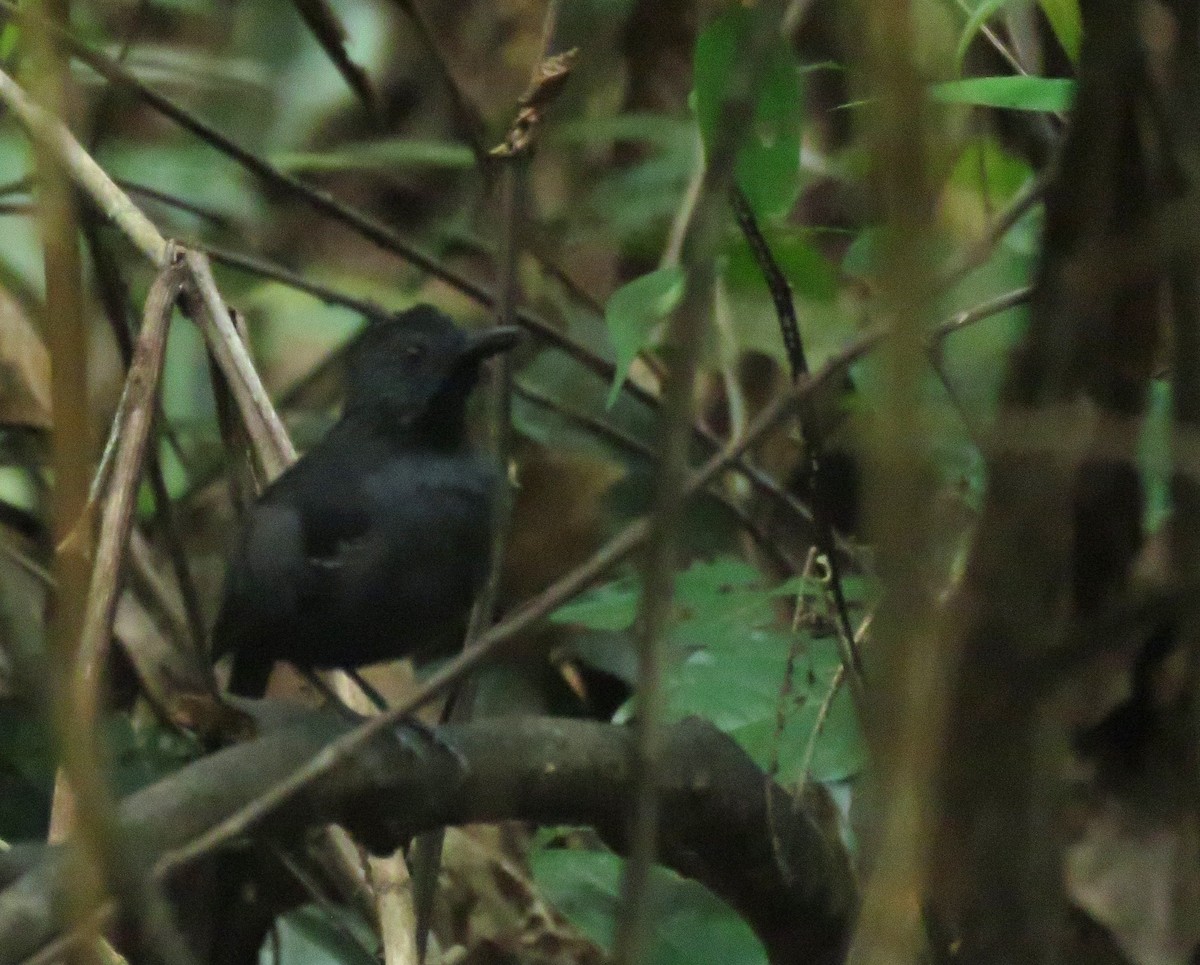 Black-headed Antbird - ML615279900