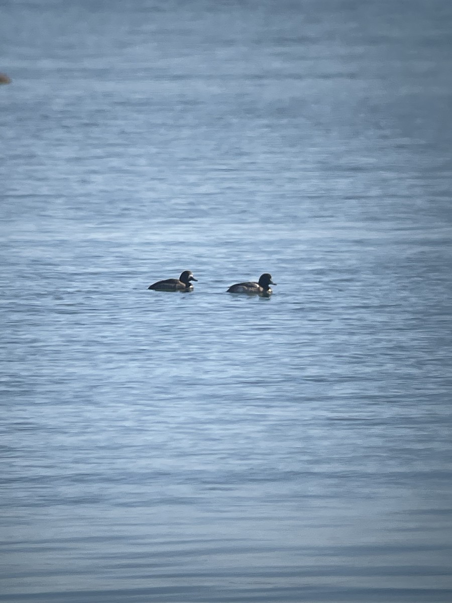 Greater Scaup - ML615279978