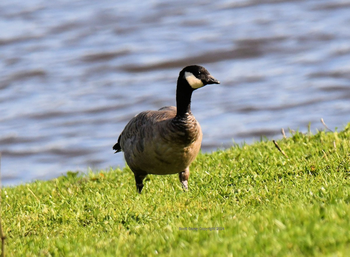 Cackling Goose (minima) - ML615279999