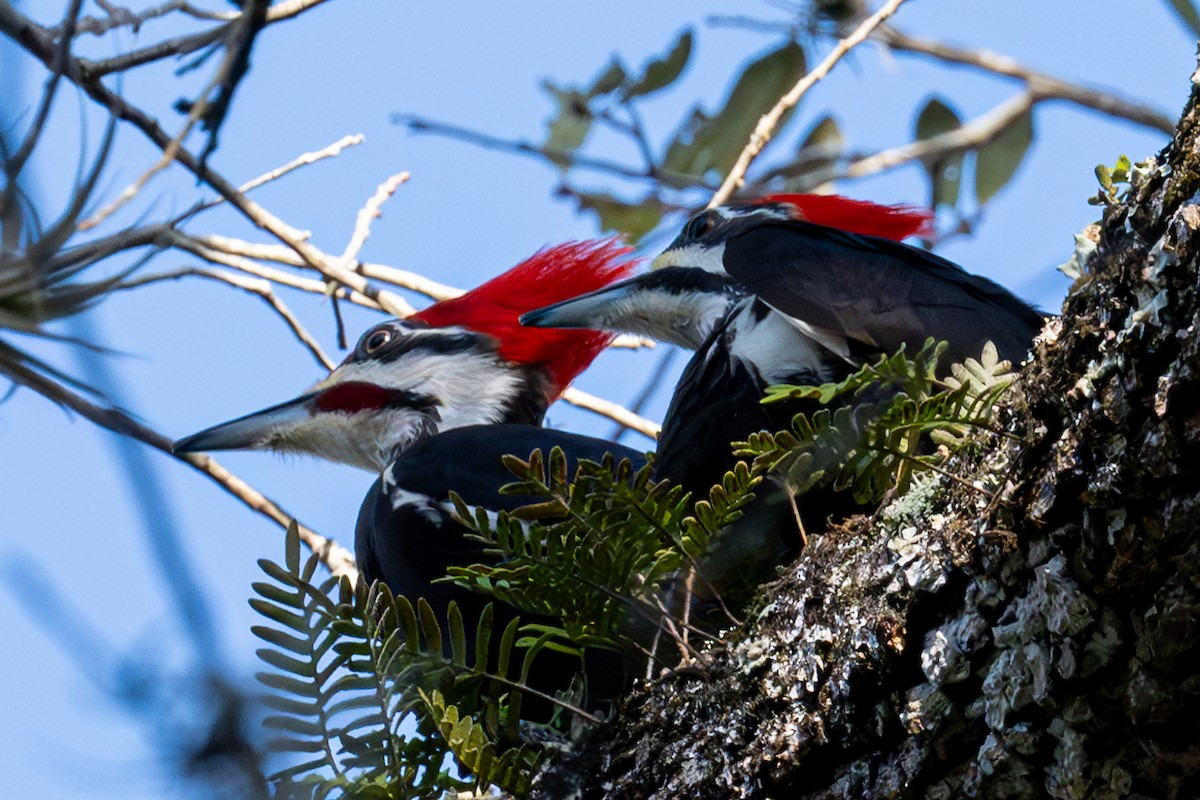 Pileated Woodpecker - ML615280048
