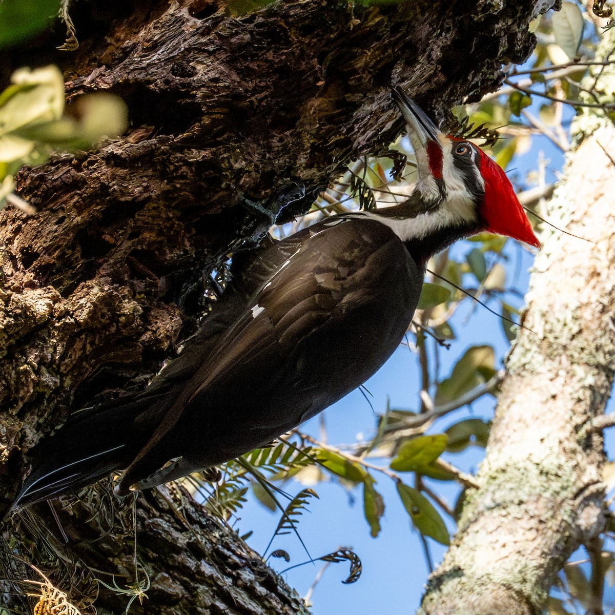 Pileated Woodpecker - ML615280050