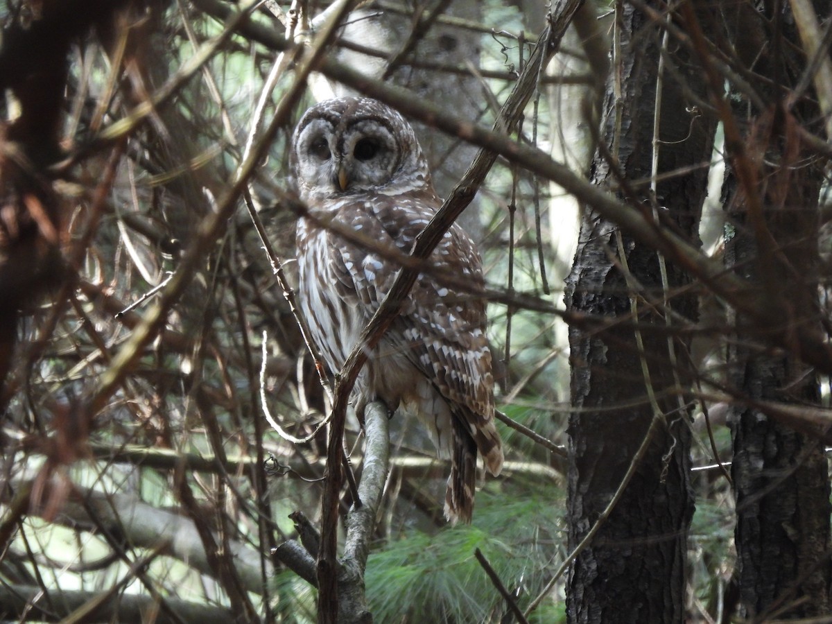 Barred Owl - ML615280201
