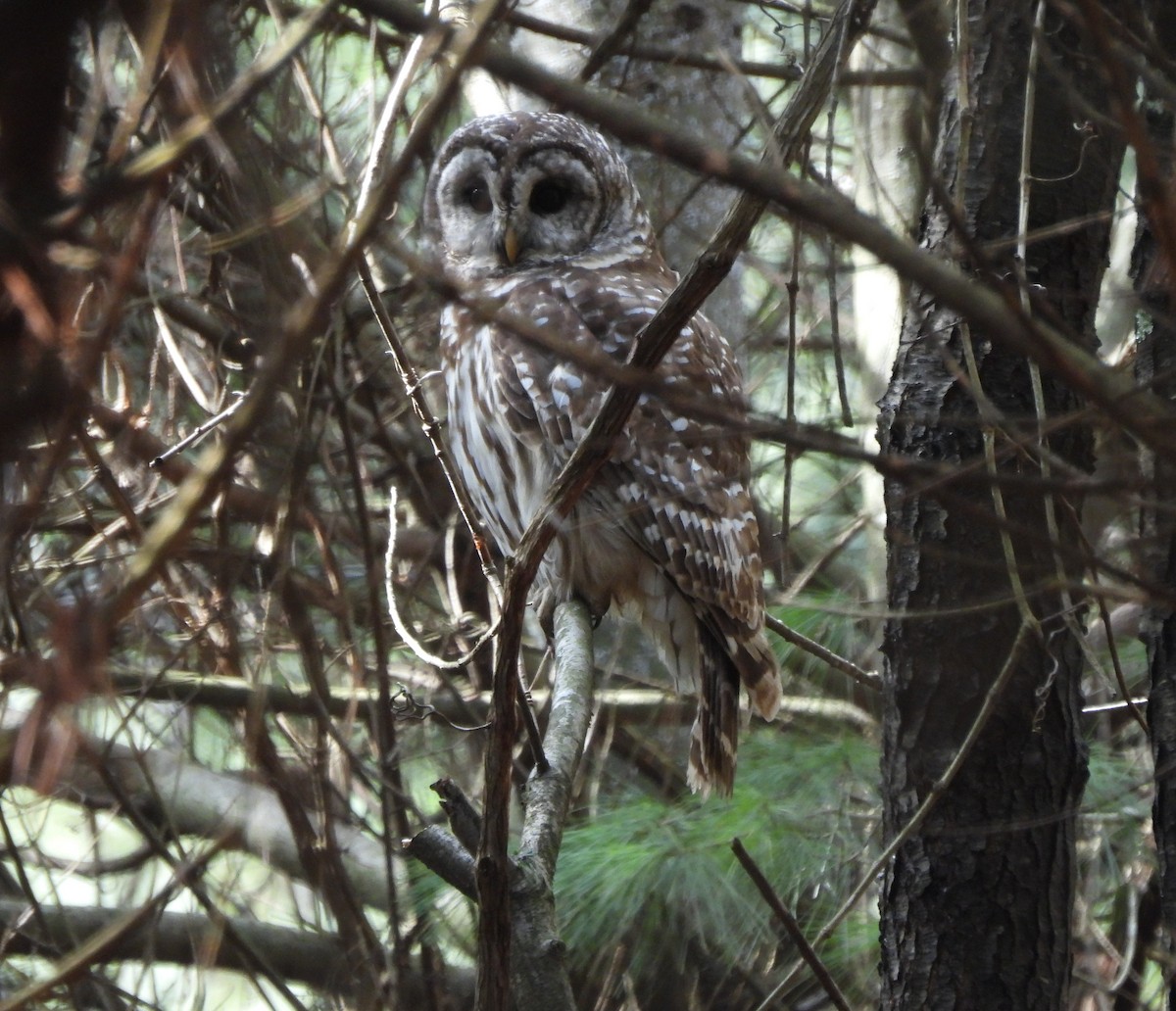 Barred Owl - ML615280202